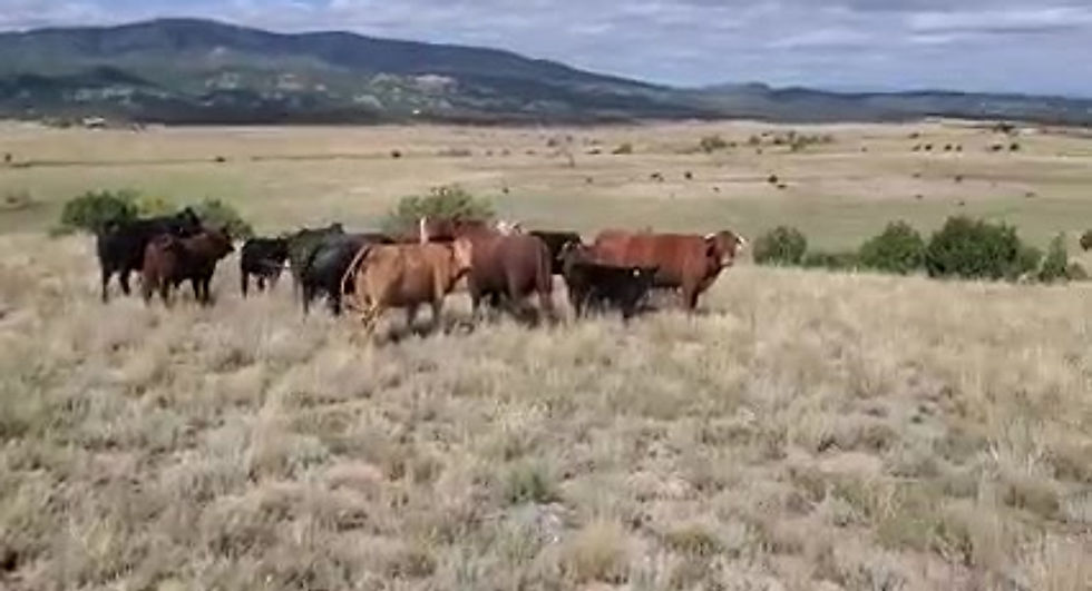 Moving Cattle from the Home Ranch